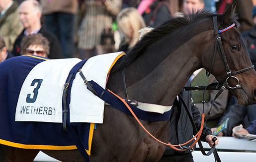 Wetherby Races, racehorse